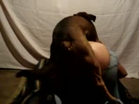 Big ass whore got smashed by dog from behind